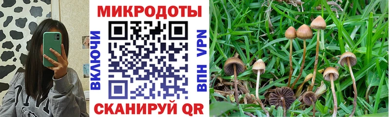 Псилоцибиновые грибы Psilocybine cubensis  продажа наркотиков  Торжок 